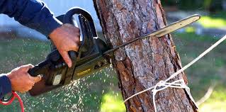 Best Commercial Tree Services  in Ives Estates, FL