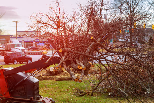 How Our Tree Care Process Works  in  Ives Estates, FL