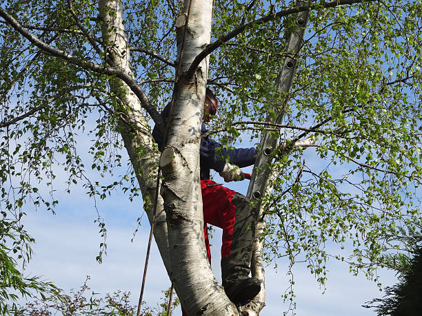 Best Tree Maintenance Programs  in Ives Estates, FL